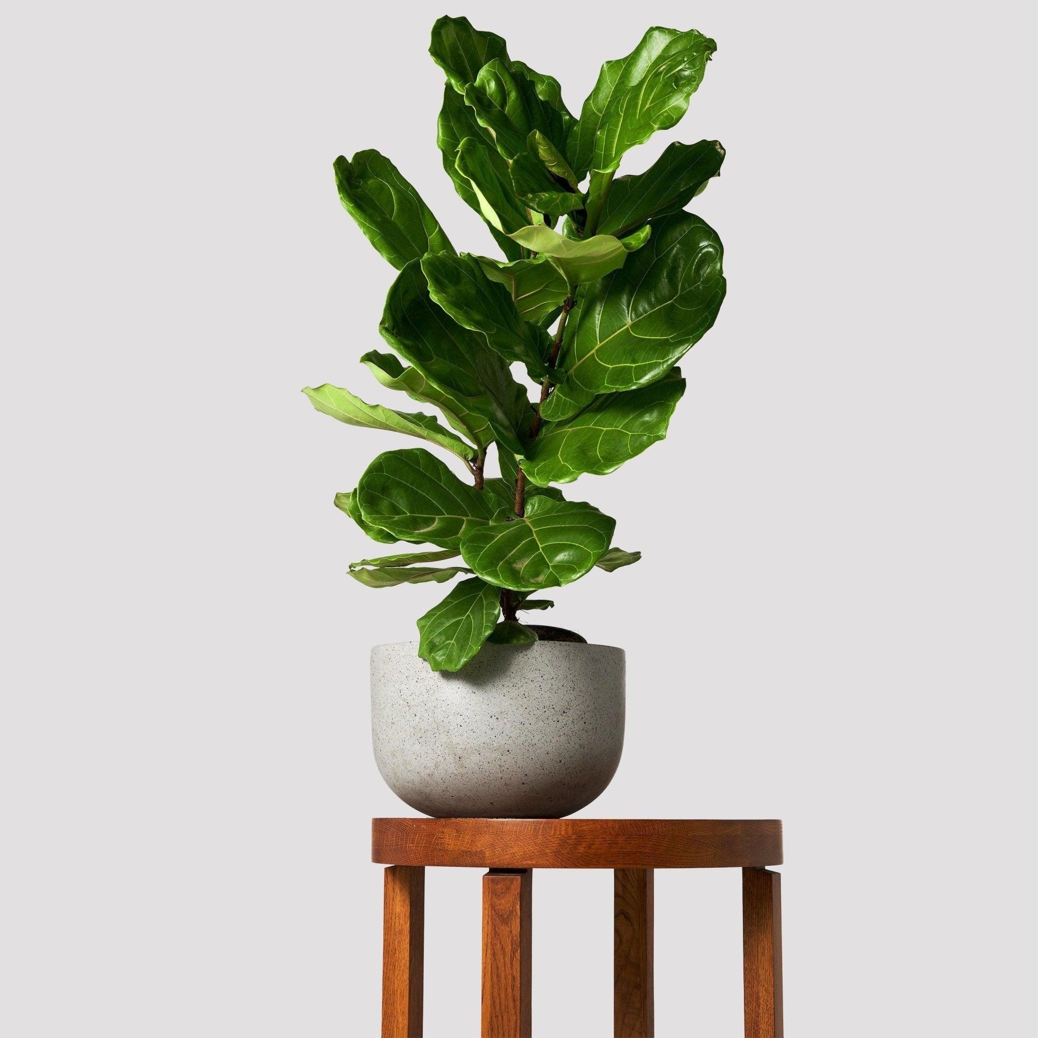 Monstera Thai Constellation – Easy Care Houseplant